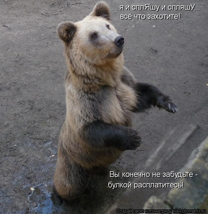 я и сплЯшу и спляшУ... всё что захотите! Вы конечно не забудьте - булкой расплатитесь!... Котоматрица: я и сплЯшу и спляшУ... всё что захотите! Вы конечно не забудьте - булкой расплатитесь!