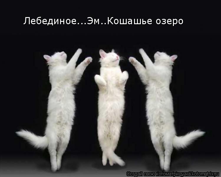 Лебединое...Эм..Кошашье озеро... Котоматрица: Лебединое...Эм..Кошашье озеро