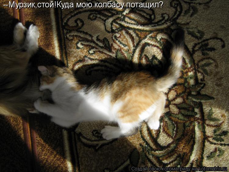 --Мурзик,стой!Куда мою колбасу потащил?... Котоматрица: --Мурзик,стой!Куда мою колбасу потащил?