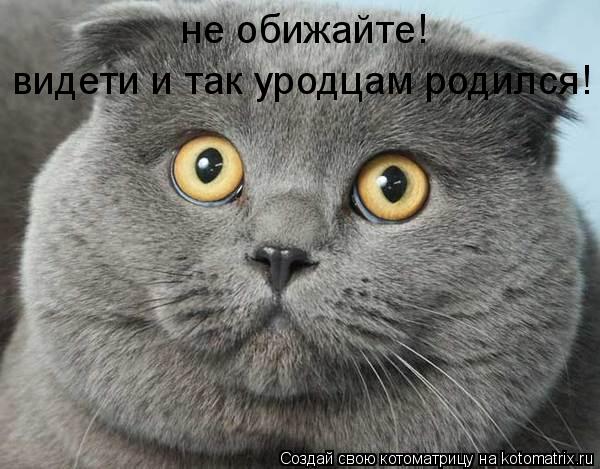 не обижайте! видети и так уродцам родился!... Котоматрица: не обижайте! видети и так уродцам родился!