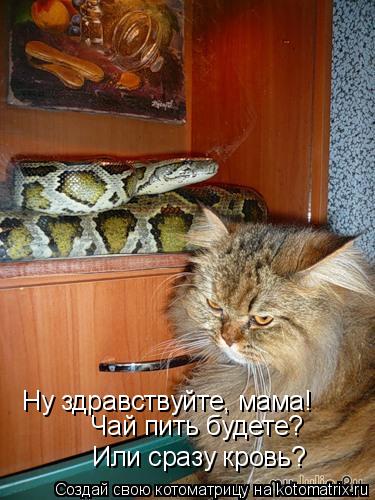 Ну здравствуйте, мама! Чай пить будете? Или сразу кровь?... Котоматрица: Ну здравствуйте, мама! Чай пить будете? Или сразу кровь?