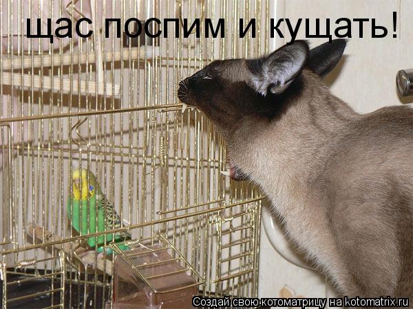 щас поспим и кущать!... Котоматрица: щас поспим и кущать!