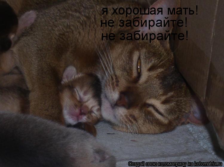 я хорошая мать! не забирайте! не забирайте!... Котоматрица: я хорошая мать! не забирайте! не забирайте!