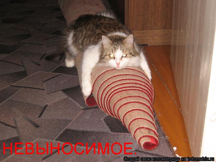 НЕВЫНОСИМОЕ.... Котоматрица: НЕВЫНОСИМОЕ.