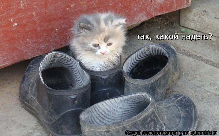 так, какой надеть?... Котоматрица: так, какой надеть?