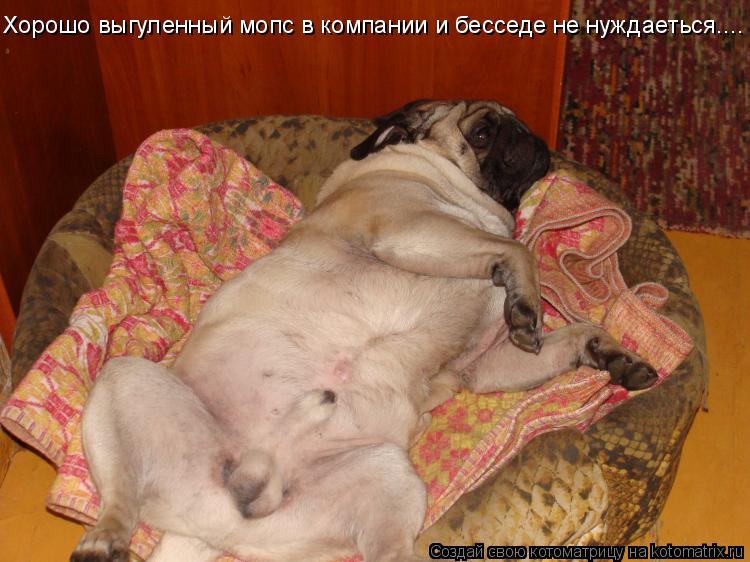 Хорошо выгуленный мопс в компании и бесседе не нуждаеться....... Котоматрица: Хорошо выгуленный мопс в компании и бесседе не нуждаеться....