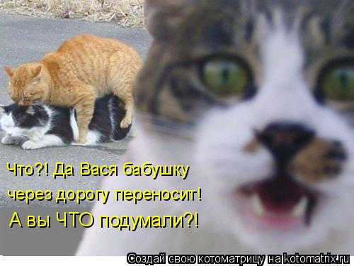 Что?! Да Вася бабушку через дорогу переносит! А вы ЧТО подумали?!... Котоматрица: Что?! Да Вася бабушку через дорогу переносит! А вы ЧТО подумали?!