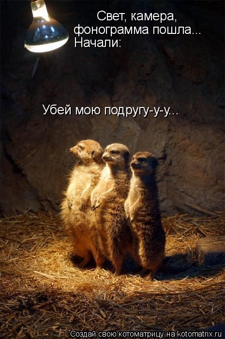 Свет, камера, фонограмма пошла... Начали: Убей мою подругу-у-у...... Котоматрица: Свет, камера, фонограмма пошла... Начали: Убей мою подругу-у-у...