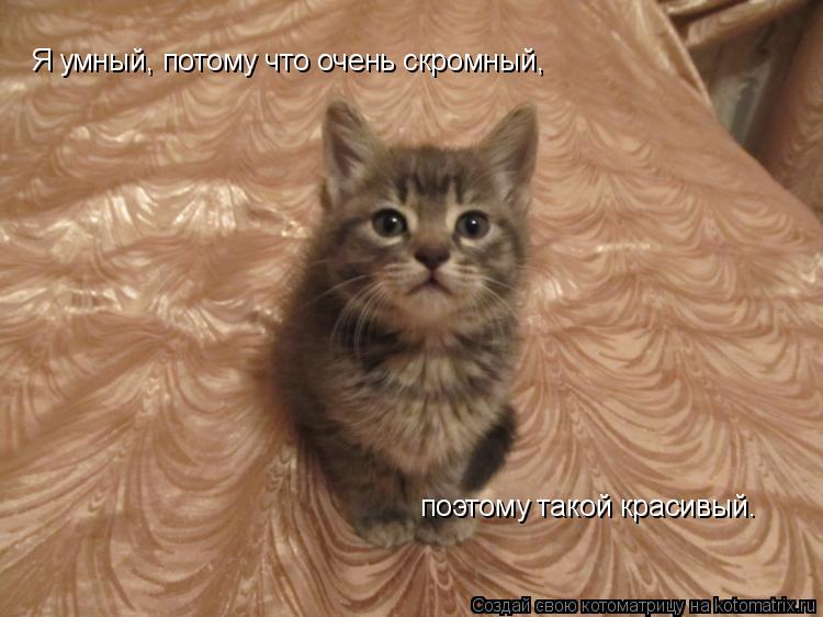Я умный, потому что очень скромный, поэтому такой красивый…... Котоматрица: Я умный, потому что очень скромный, поэтому такой красивый…