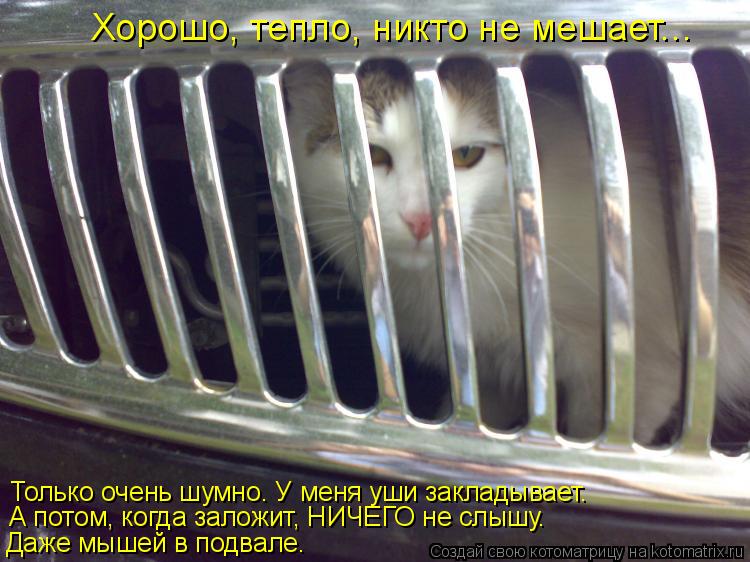 Хорошо, тепло, никто не мешает... Только очень шумно. У меня уши закладывает. А потом, когда заложит,... Котоматрица: Хорошо, тепло, никто не мешает... Только очень шумно. У меня уши закладывает. А потом, когда заложит, НИЧЕГО не слышу. Даже мышей в подвале.