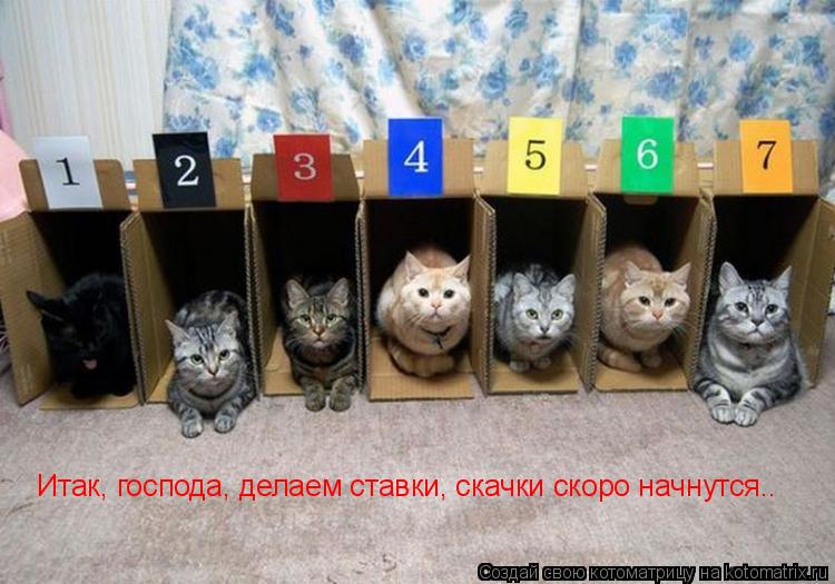 Итак, господа, делаем ставки, скачки скоро начнутся..... Котоматрица: Итак, господа, делаем ставки, скачки скоро начнутся..