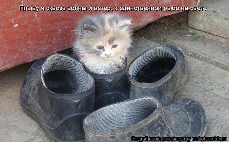 Плыву я сквозь волны и ветер, к единственной рыбе на свете... Котоматрица: Плыву я сквозь волны и ветер, к единственной рыбе на свете