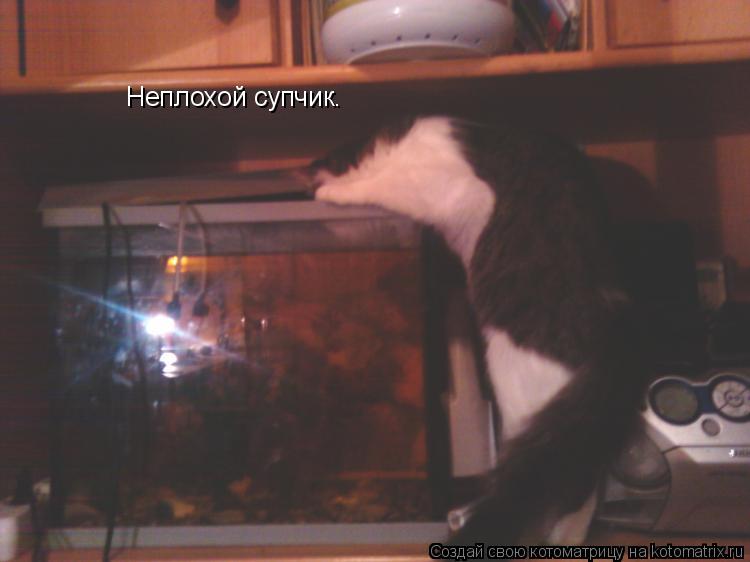 Неплохой супчик.... Котоматрица: Неплохой супчик.