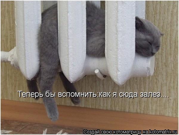 Теперь бы вспомнить:как я сюда залез....... Котоматрица: Теперь бы вспомнить:как я сюда залез....