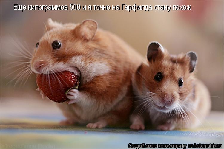 Еще килограммов 500 и я точно на Гарфилда стану похож... Котоматрица: Еще килограммов 500 и я точно на Гарфилда стану похож