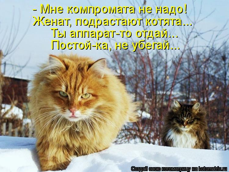 Котоматрица: - Мне компромата не надо! Женат, подрастают котята... Ты аппарат-то отдай... Постой-ка, не убегай...