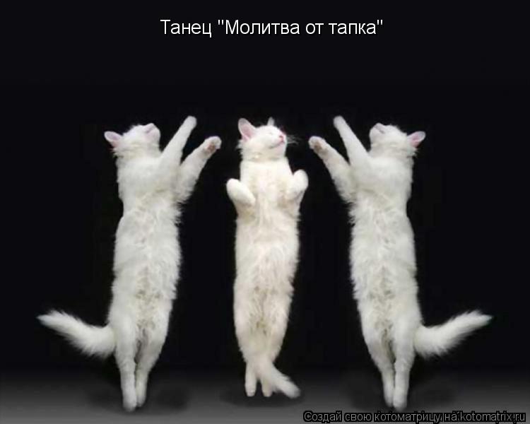 Танец "Молитва от тапка"... Котоматрица: Танец "Молитва от тапка"