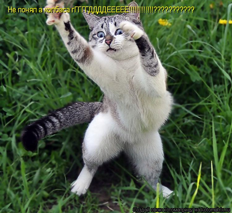 Не понял а колбаса гГГГГДДДДЕЕЕЕЕ!!!!!!!!!!!!!???????????... Котоматрица: Не понял а колбаса гГГГГДДДДЕЕЕЕЕ!!!!!!!!!!!!!???????????