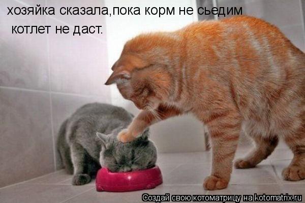 хозяйка сказала,пока корм не сьедим котлет не даст.... Котоматрица: хозяйка сказала,пока корм не сьедим котлет не даст.