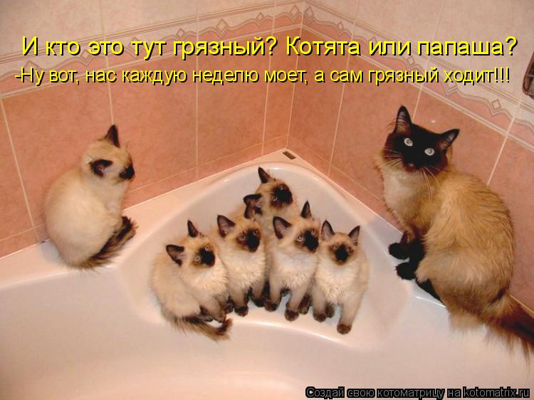 И кто это тут грязный? Котята или папаша? -Ну вот, нас каждую неделю моет, а сам грязный ходит!!!... Котоматрица: И кто это тут грязный? Котята или папаша? -Ну вот, нас каждую неделю моет, а сам грязный ходит!!!