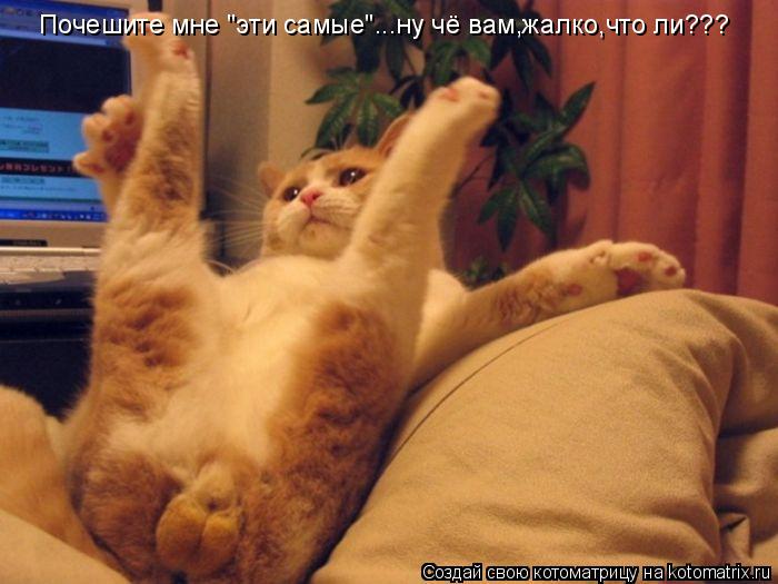 Почешите мне "эти самые"...ну чё вам,жалко,что ли???... Котоматрица: Почешите мне "эти самые"...ну чё вам,жалко,что ли???