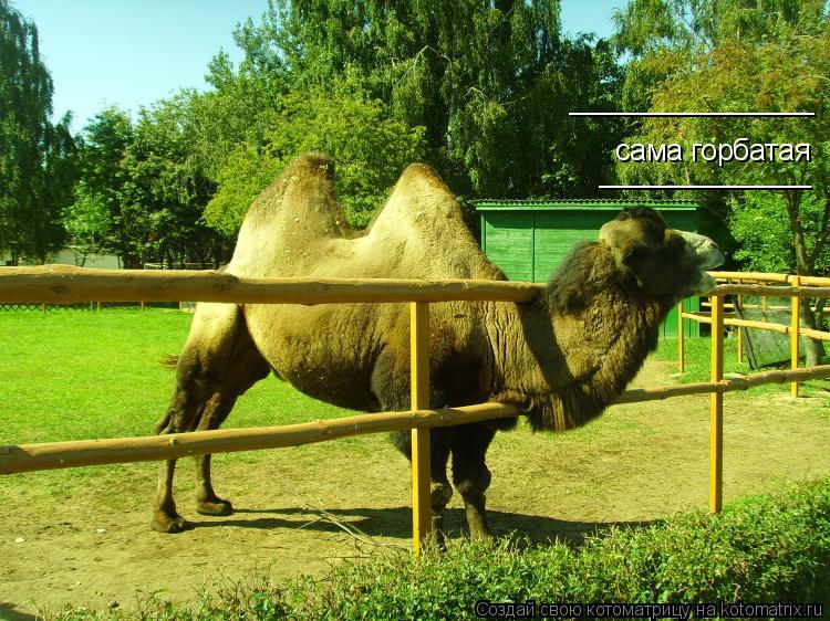 сама горбатая _______________ _____________... Котоматрица: сама горбатая _______________ _____________