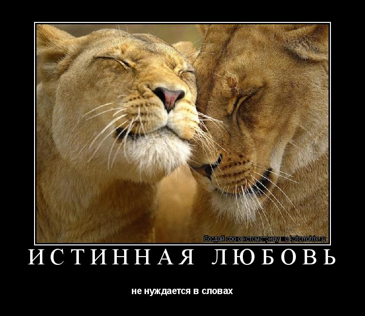 Истинная любовь не нуждается в словах... Котоматрица: Истинная любовь не нуждается в словах