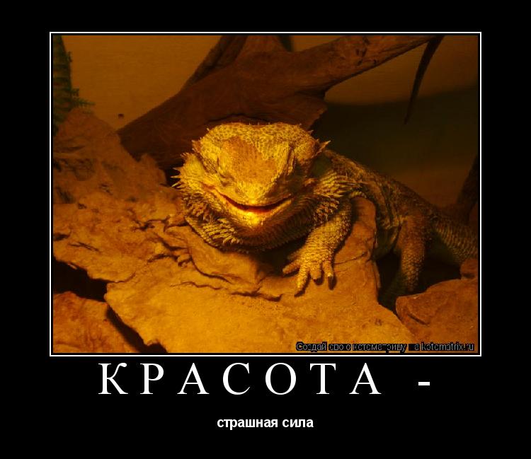 красота - страшная сила... Котоматрица: красота - страшная сила