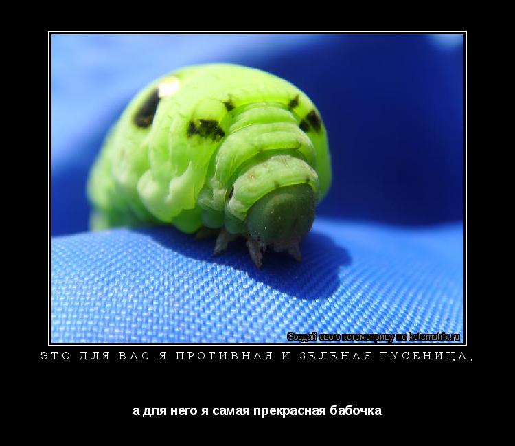 это для вас я противная и зеленая гусеница, а для него я самая прекрасная бабочка... Котоматрица: это для вас я противная и зеленая гусеница, а для него я самая прекрасная бабочка