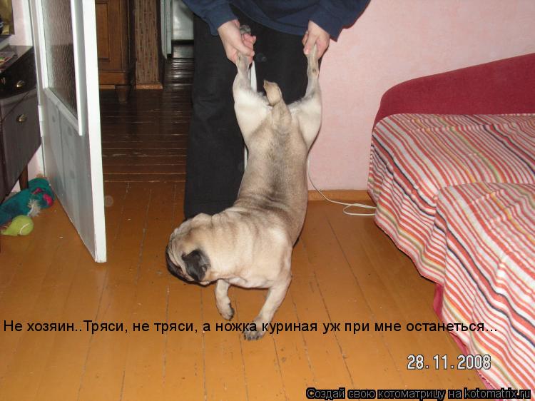 Не хозяин..Тряси, не тряси, а ножка куриная уж при мне останеться...... Котоматрица: Не хозяин..Тряси, не тряси, а ножка куриная уж при мне останеться...