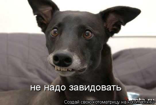 не надо завидовать... Котоматрица: не надо завидовать