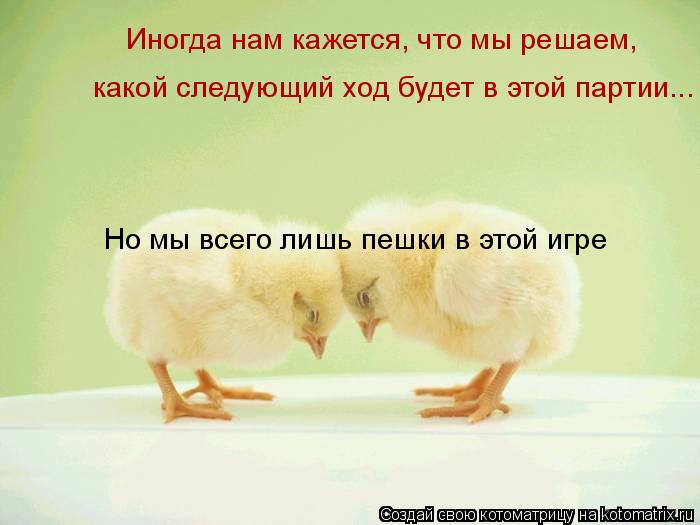 Котоматрица: Иногда нам кажется, что мы решаем, какой следующий ход будет в этой партии... Но мы всего лишь пешки в этой игре