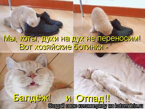 Мы, коты, духи на дух не переносим! Вот хозяйские ботинки - Балдёж! и Отпад!!... Котоматрица: Мы, коты, духи на дух не переносим! Вот хозяйские ботинки - Балдёж! и Отпад!!