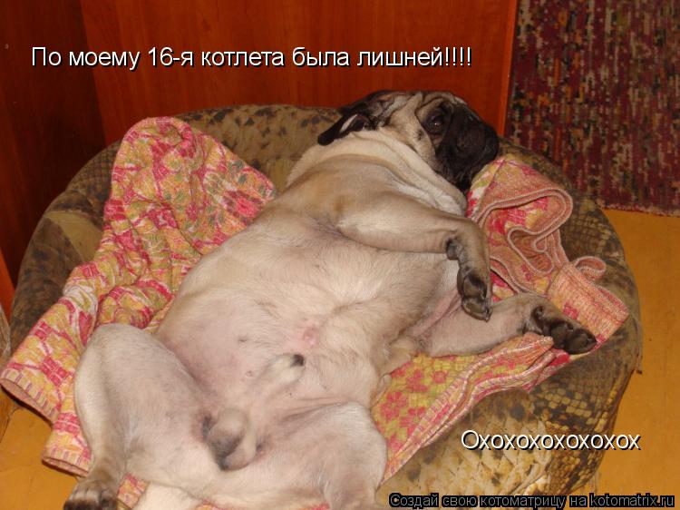 Котоматрица: По моему 16-я котлета была лишней!!!! Охохохохохохох