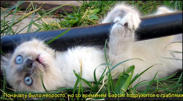 Котоматрица: Поначалу было непросто, но со временем Барсик подружится с граблями!