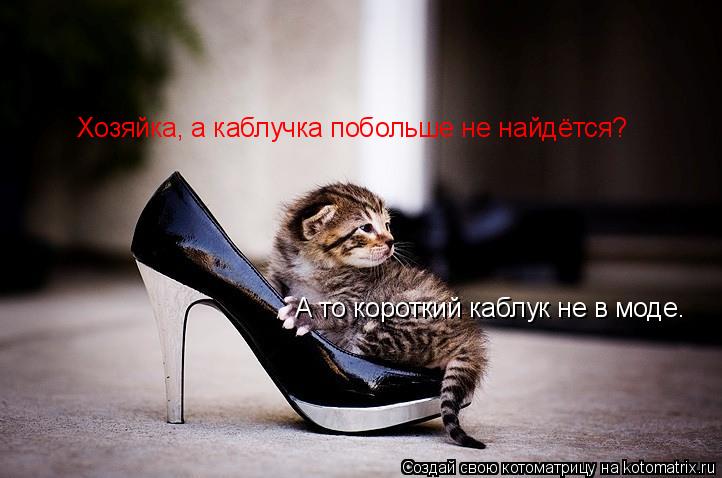 Котоматрица: Хозяйка, а каблучка побольше не найдётся? А то короткий каблук не в моде.