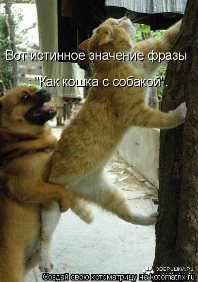Котоматрица: Вот истинное значение фразы   : "Как кошка с собакой".