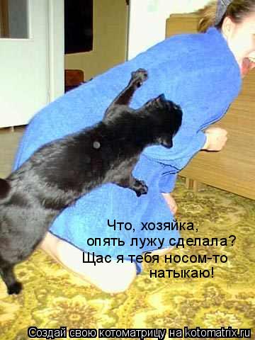 Котоматрица: Что, хозяйка, опять лужу сделала? Щас я тебя носом-то натыкаю!