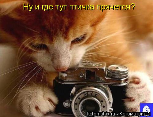 Котоматрица: Ну и где тут птичка прячется?
