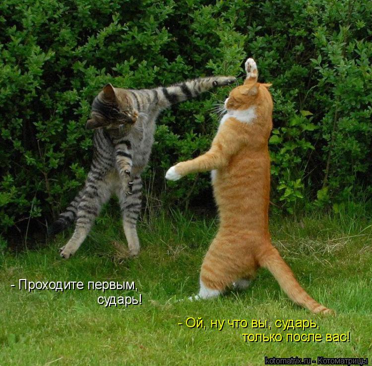 Котоматрица: - Проходите первым, сударь! - Ой, ну что вы, сударь, только после вас!