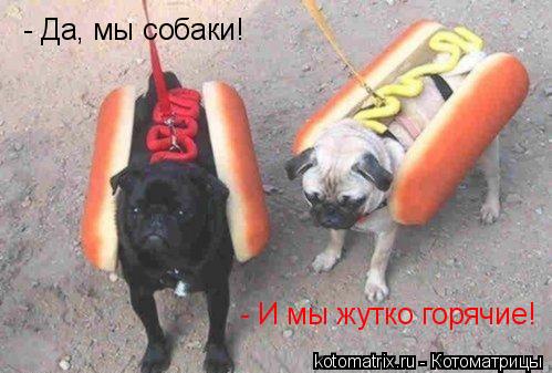 Котоматрица: - Да, мы собаки! - И мы жутко горячие!
