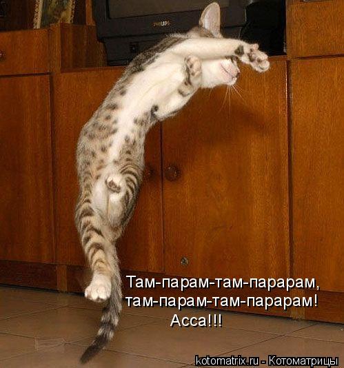 Там-парам-там-парарам, там-парам-там-парарам! Асса!!!... Котоматрица: Там-парам-там-парарам, там-парам-там-парарам! Асса!!!