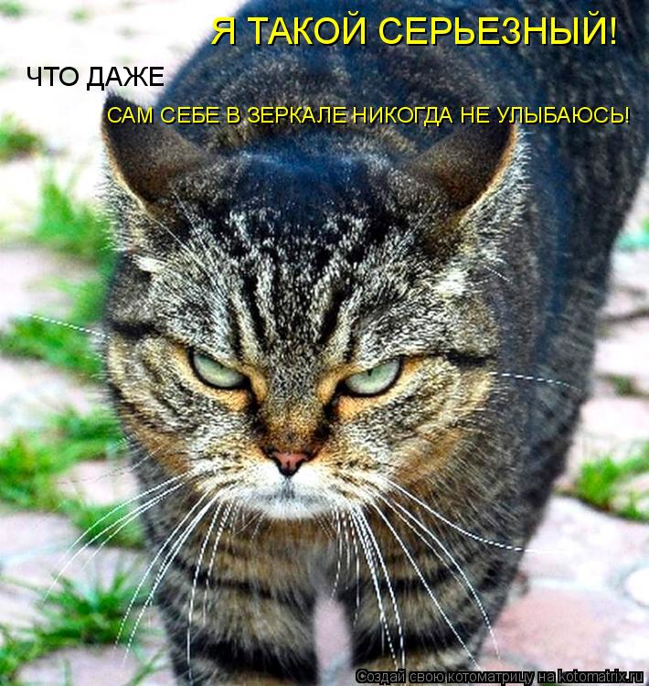 Я ТАКОЙ СЕРЬЕЗНЫЙ! ЧТО ДАЖЕ САМ СЕБЕ В ЗЕРКАЛЕ НИКОГДА НЕ УЛЫБАЮСЬ!... Котоматрица: Я ТАКОЙ СЕРЬЕЗНЫЙ! ЧТО ДАЖЕ САМ СЕБЕ В ЗЕРКАЛЕ НИКОГДА НЕ УЛЫБАЮСЬ!