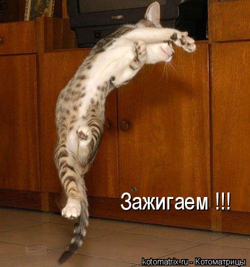 Зажигаем !!!... Котоматрица: Зажигаем !!!