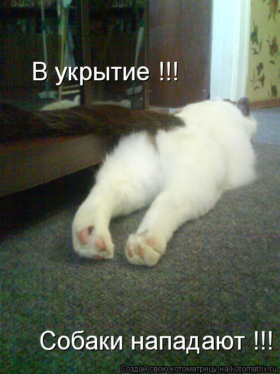 Собаки нападают !!! В укрытие !!!... Котоматрица: Собаки нападают !!! В укрытие !!!