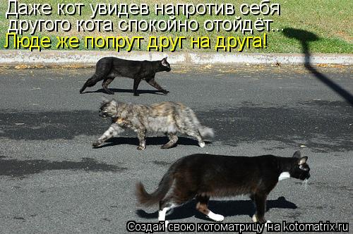 Даже кот увидев напротив себя другого кота спокойно отойдёт... Люде же попрут друг на друга!... Котоматрица: Даже кот увидев напротив себя другого кота спокойно отойдёт... Люде же попрут друг на друга!