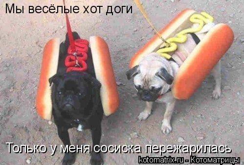 Мы весёлые хот доги Только у меня сосиска пережарилась... Котоматрица: Мы весёлые хот доги Только у меня сосиска пережарилась