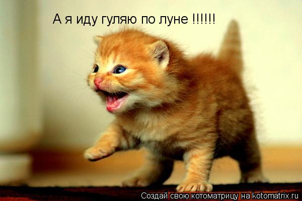 А я иду гуляю по луне !!!!!!... Котоматрица: А я иду гуляю по луне !!!!!!