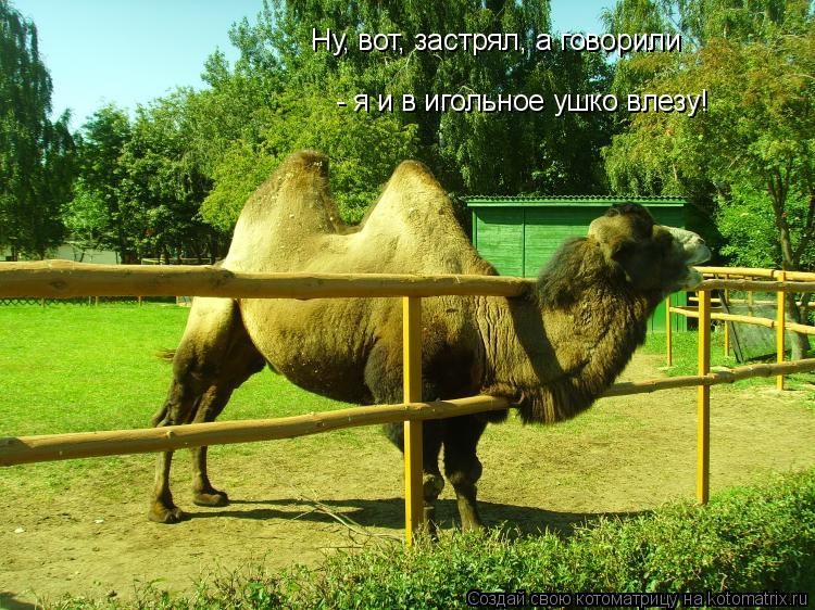 Ну, вот, застрял, а говорили - я и в игольное ушко влезу!... Котоматрица: Ну, вот, застрял, а говорили - я и в игольное ушко влезу!