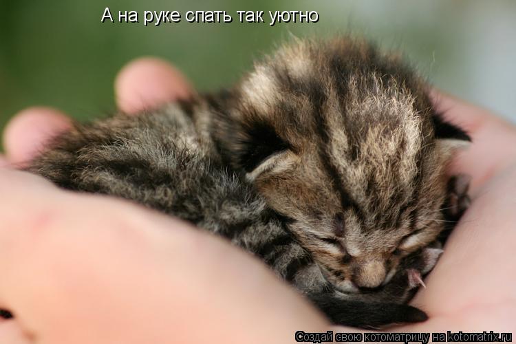 А на руке спать так уютно... Котоматрица: А на руке спать так уютно
